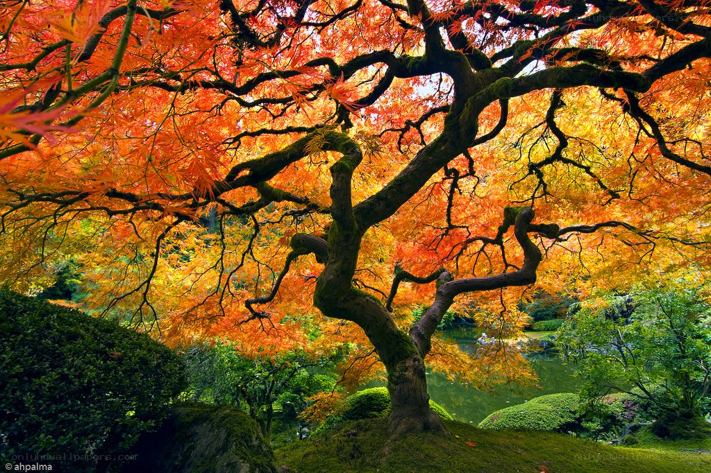 Autumn maple tree in garden