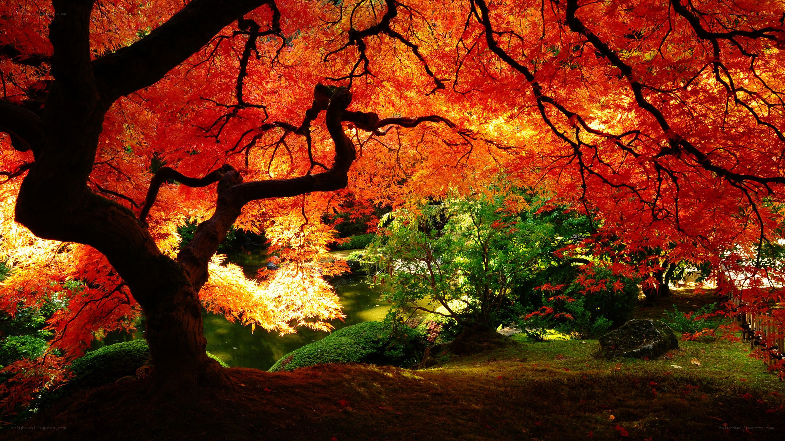 Autumn maple tree in garden