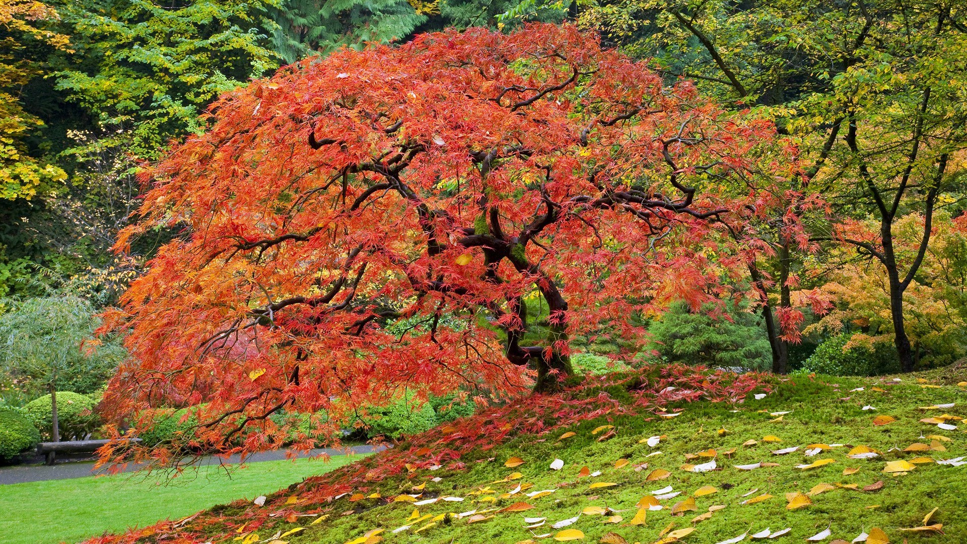 Autumn maple tree in garden