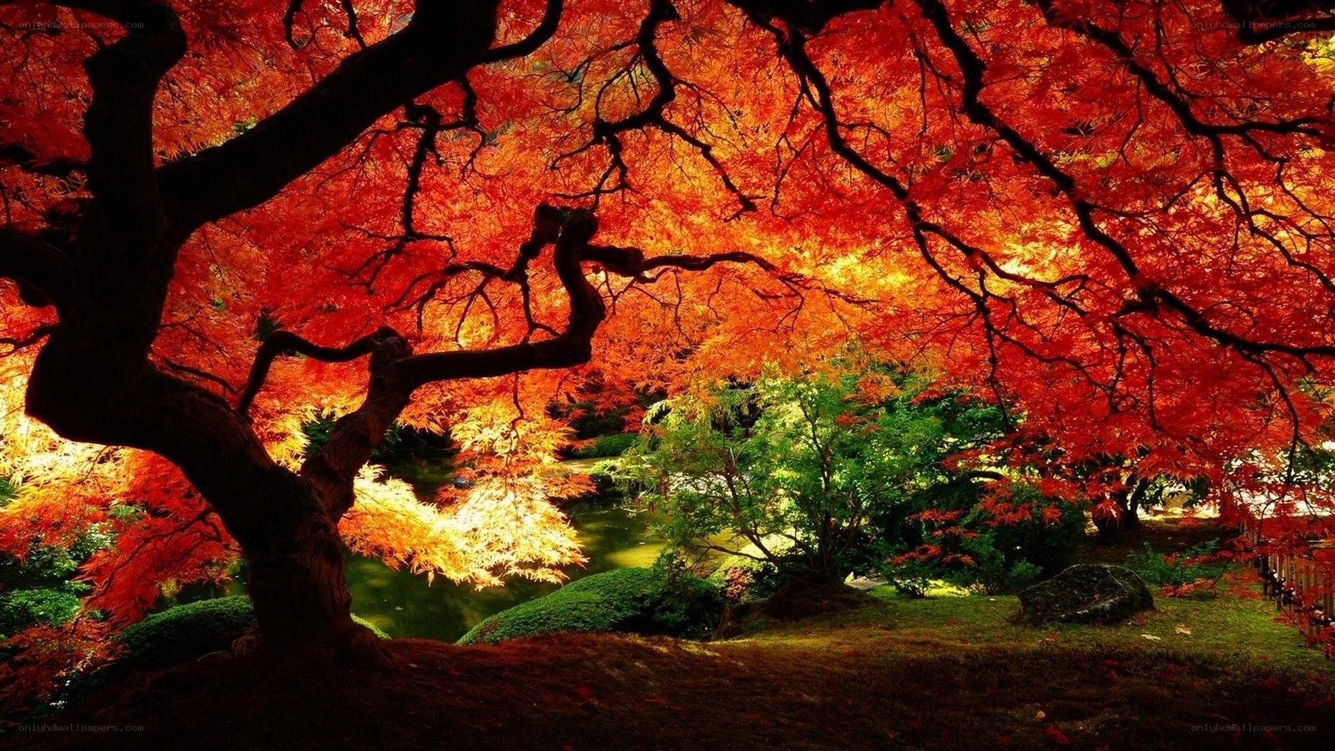 Autumn maple tree in garden