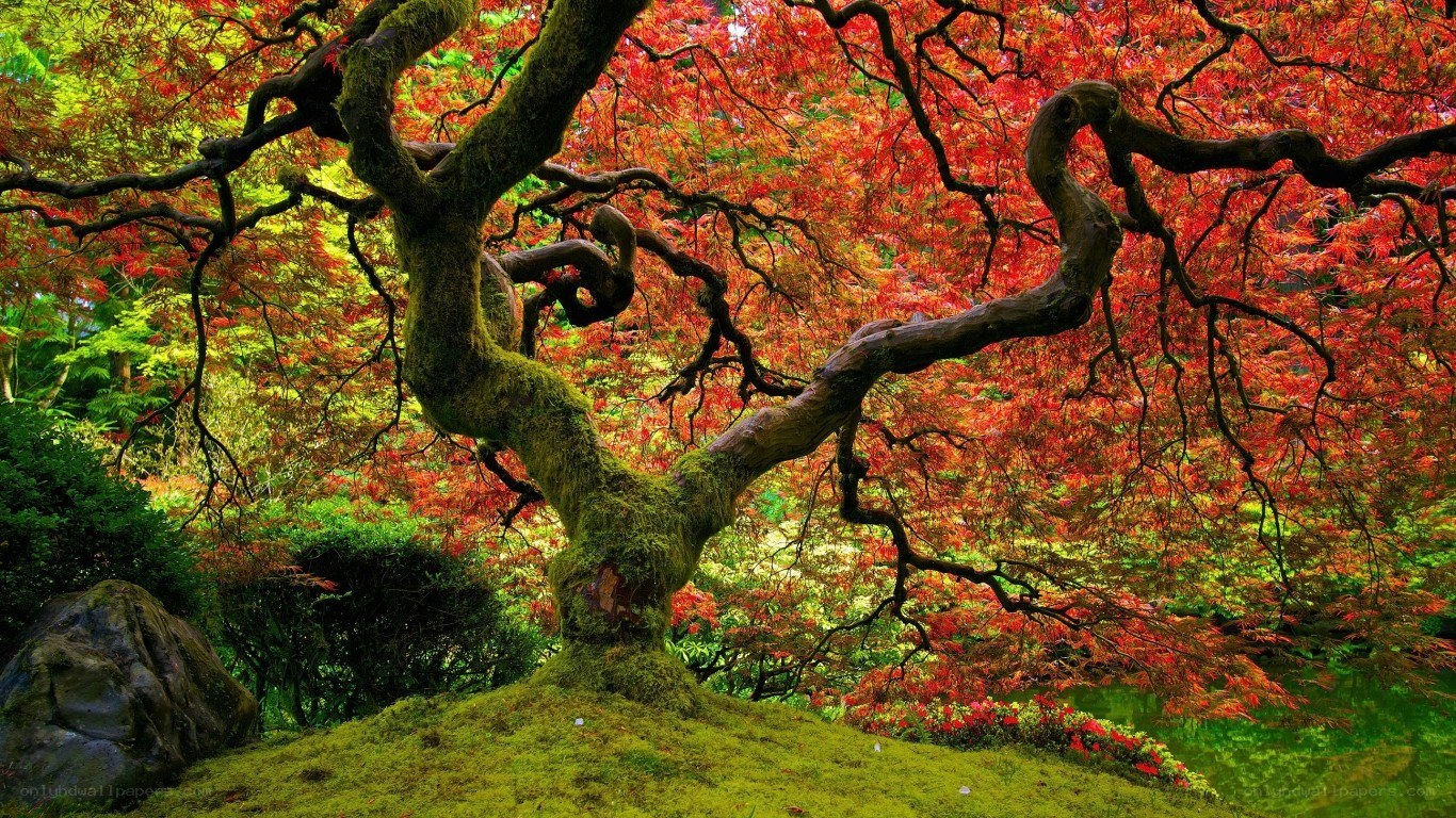 Autumn maple tree in garden