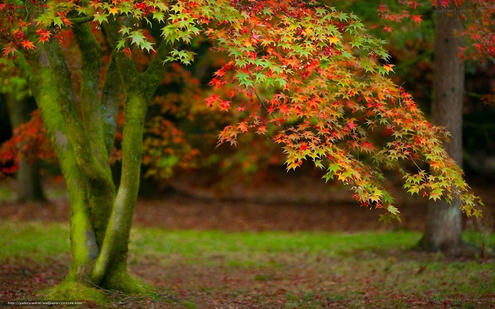 Autumn maple tree in garden