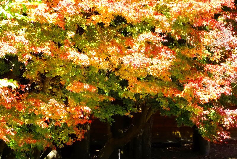 Autumn maple tree in sunlight