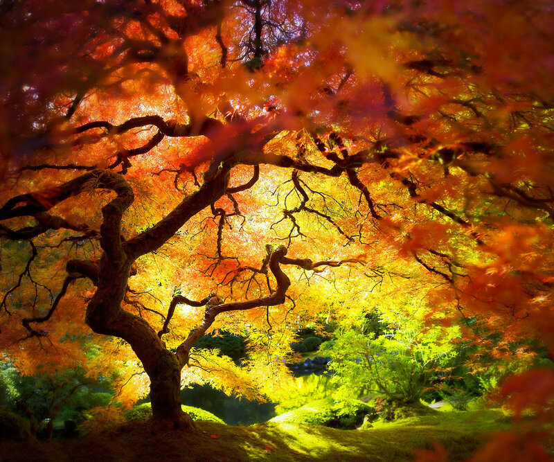 Autumn maple tree in sunlight
