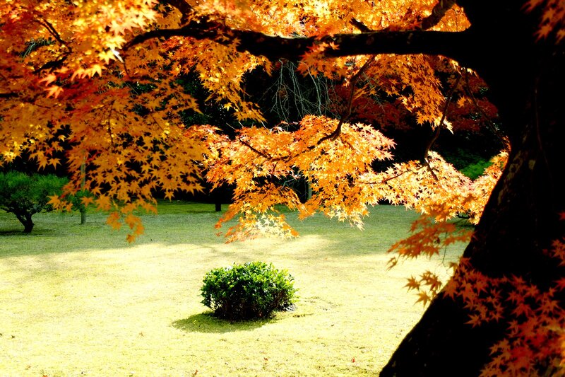 Autumn Maple Tree — Orange, Serene, Photograph, Grass, Bush