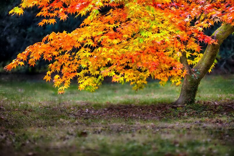Autumn Maple Tree — Orange, Serene, Photograph, Grass