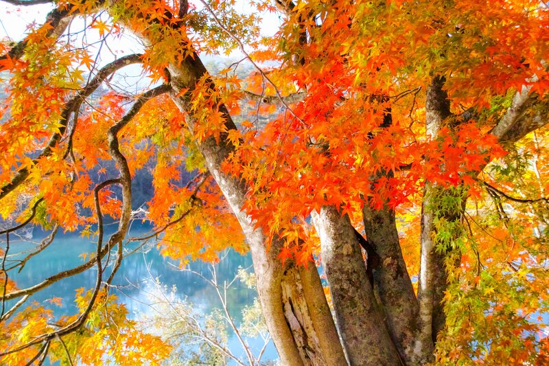 Autumn Maple Tree — Orange, Serene, Photograph, Lake, Leaves
