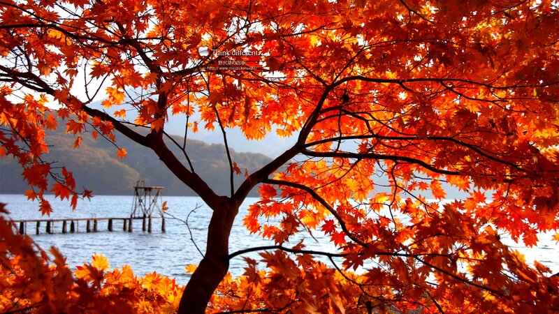 Autumn Maple Tree — Orange, Serene, Photograph, Lake