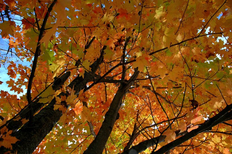 Autumn Maple Tree — Orange, Serene, Photograph, Leaves, Branches