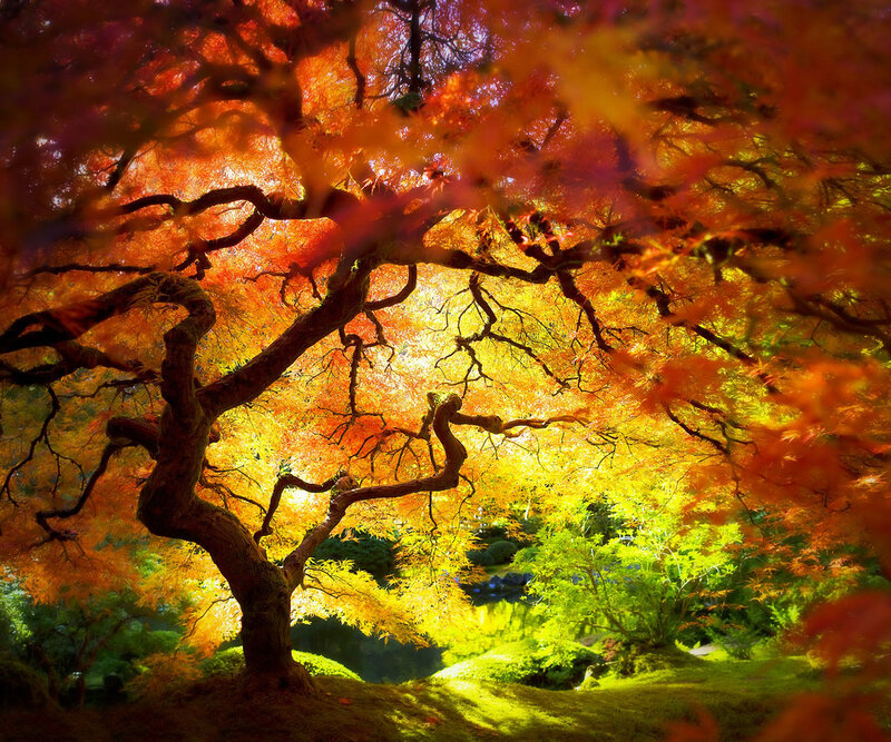 Autumn Maple Tree — Orange, Serene, Photograph, Leaves