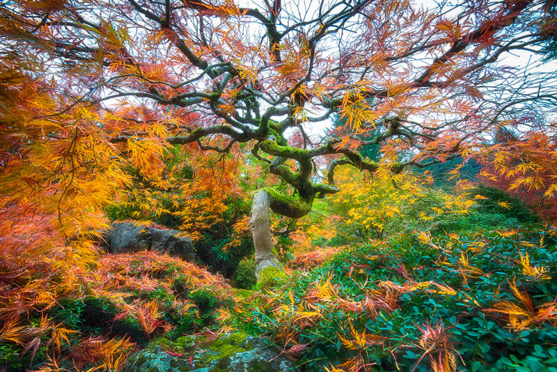 Autumn Maple Tree — Orange, Serene, Photograph, Moss, Rocks