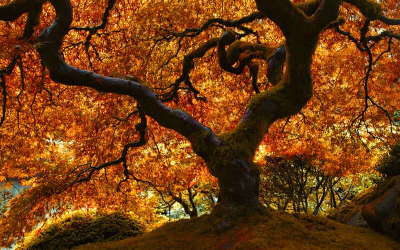 Autumn Maple Tree — Orange, Serene, Photograph, Moss