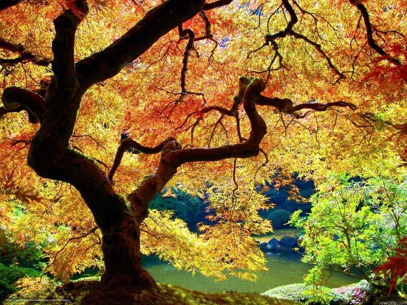 Autumn Maple Tree — Orange, Serene, Photograph, Pond, Leaves