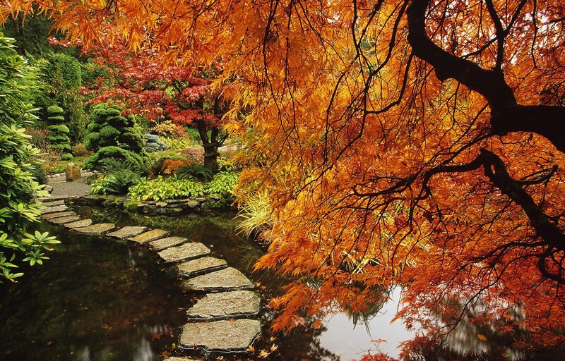 Autumn Maple Tree — Orange, Serene, Photograph, Pond