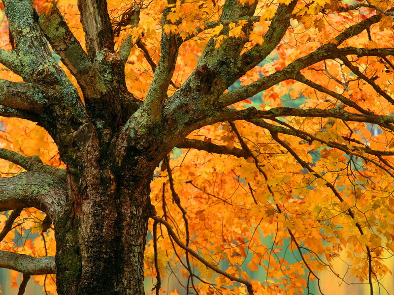 Autumn Maple Tree — Orange, Serene, Photograph