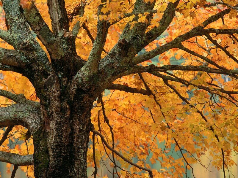 Autumn Maple Tree — Orange, Serene, Photograph, Tree Trunk