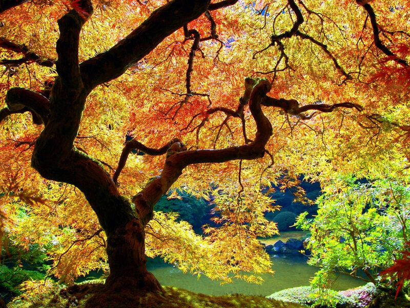 Autumn Maple Tree — Orange, Serene