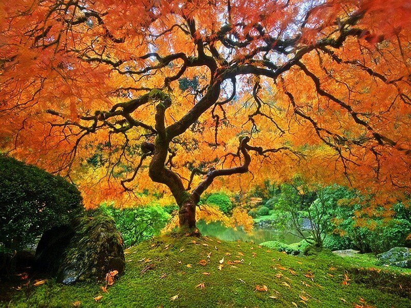 Autumn Maple Tree — Orange