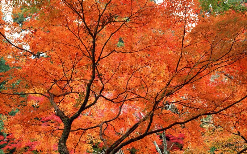 Autumn Maple Tree — Orange, Vibrant, Photograph, Leaves