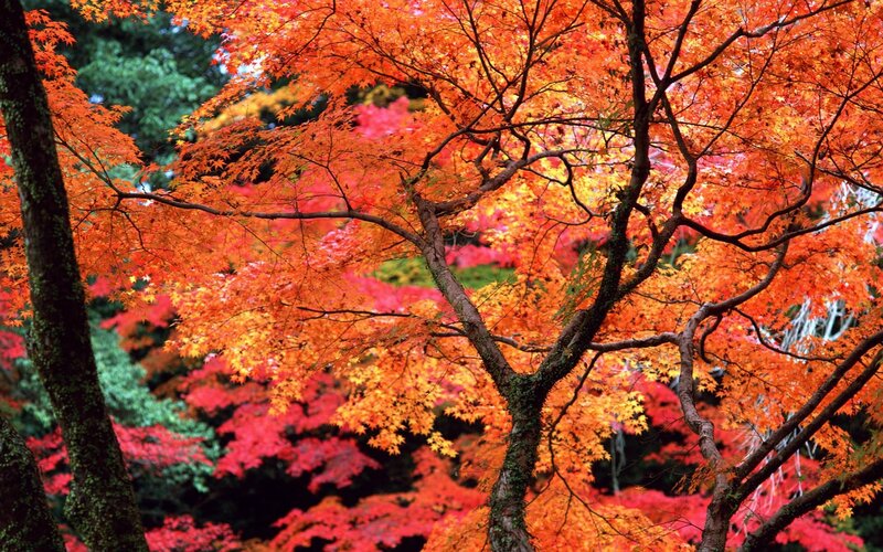Autumn Maple Tree — Orange, Vibrant, Photograph, Trees