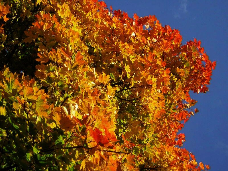 Autumn Maple Tree — Orange, Vibrant