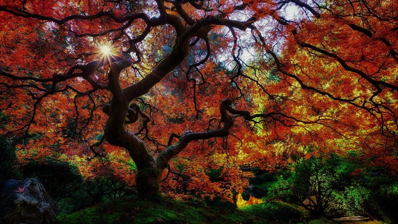Autumn Maple Tree — Red, Dramatic
