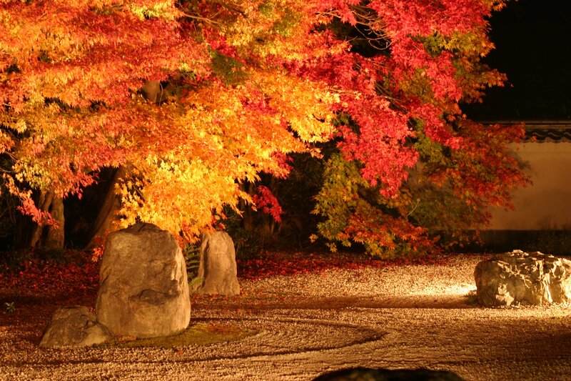 Autumn Maple Tree — Red, Serene, Night