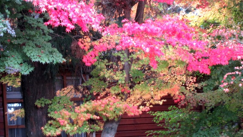 Autumn Maple Tree — Red, Serene, Photograph, Building
