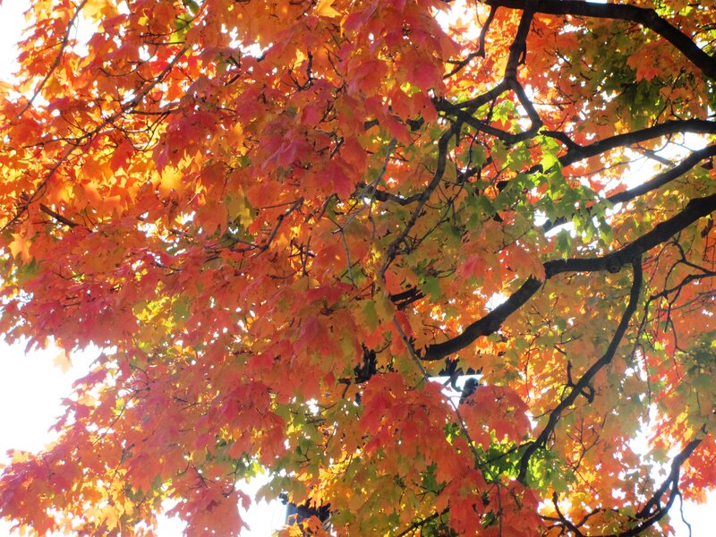 Autumn Maple Tree — Red, Serene, Photograph, Leaves, Branches
