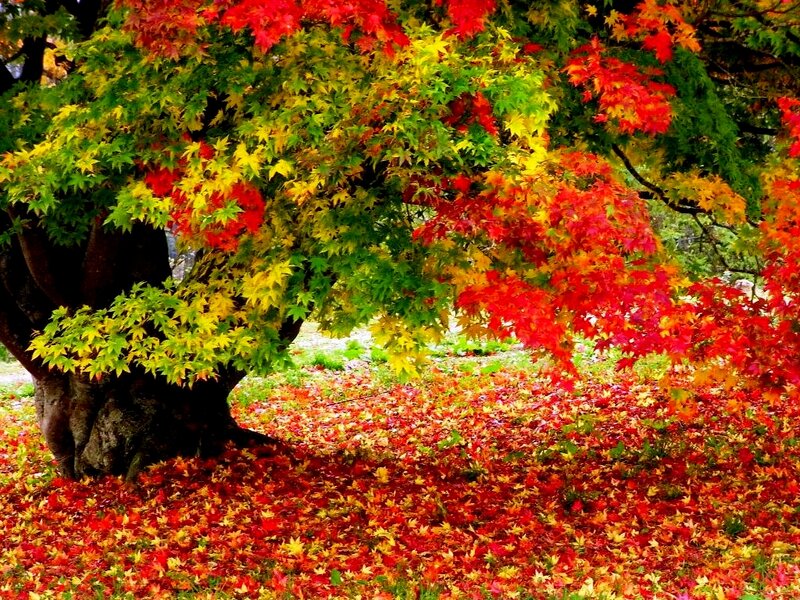 Autumn Maple Tree — Red, Serene, Photograph, Leaves, Ground