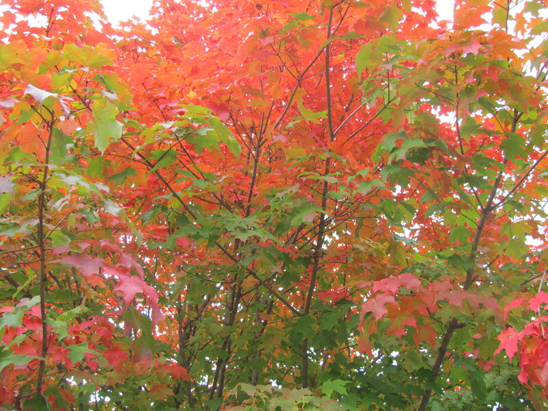 Autumn Maple Tree — Red, Serene, Photograph, Leaves