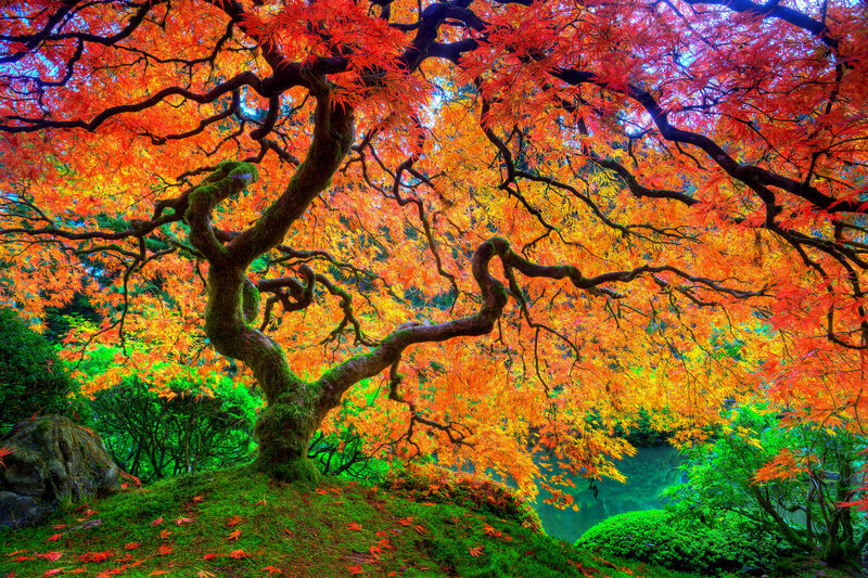Autumn Maple Tree — Red, Serene, Photograph, Moss, Pond