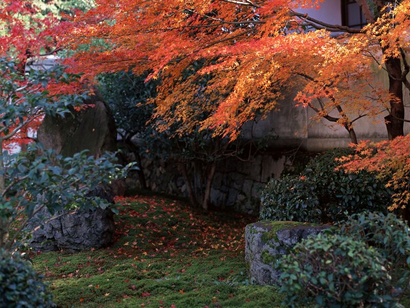 Autumn Maple Tree — Red, Serene, Photograph, Moss