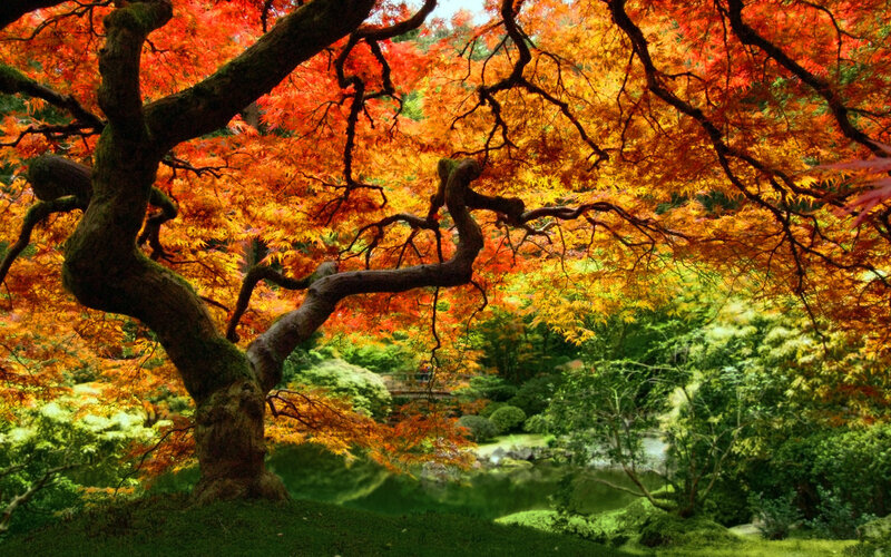 Autumn Maple Tree — Red, Serene, Photograph, Pond, Garden