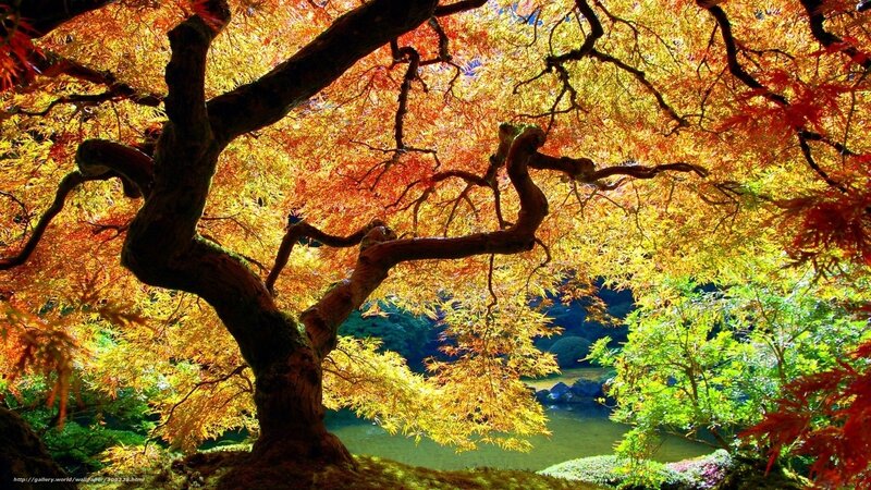 Autumn Maple Tree — Red, Serene, Photograph, Pond, Leaves