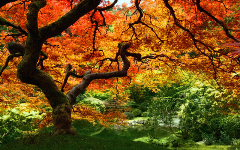 Autumn Maple Tree — Red, Serene, Photograph, Pond