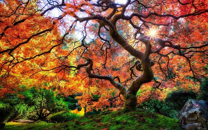 Autumn Maple Tree — Red, Serene, Photograph, Sunlight