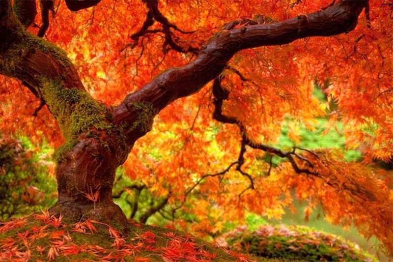 Autumn Maple Tree — Red, Serene