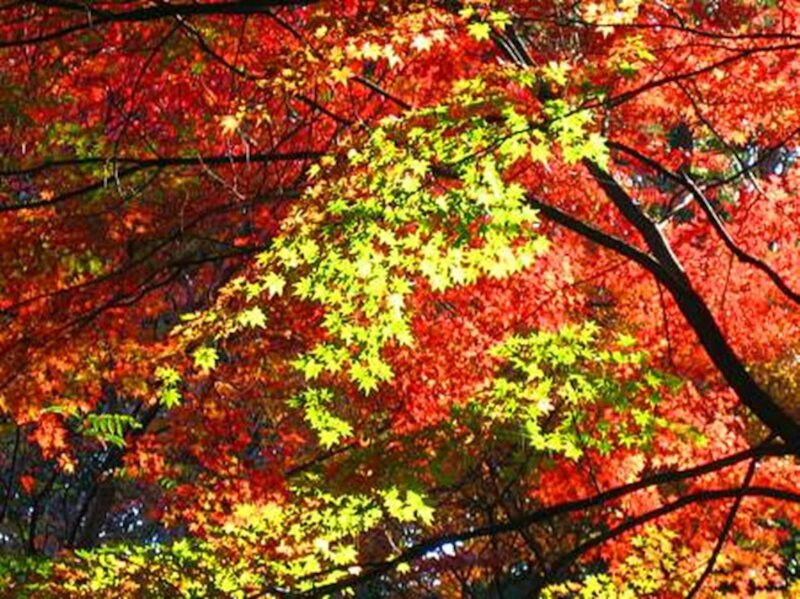 Autumn Maple Tree — Red, Vibrant, Photograph, Leaves, Branches