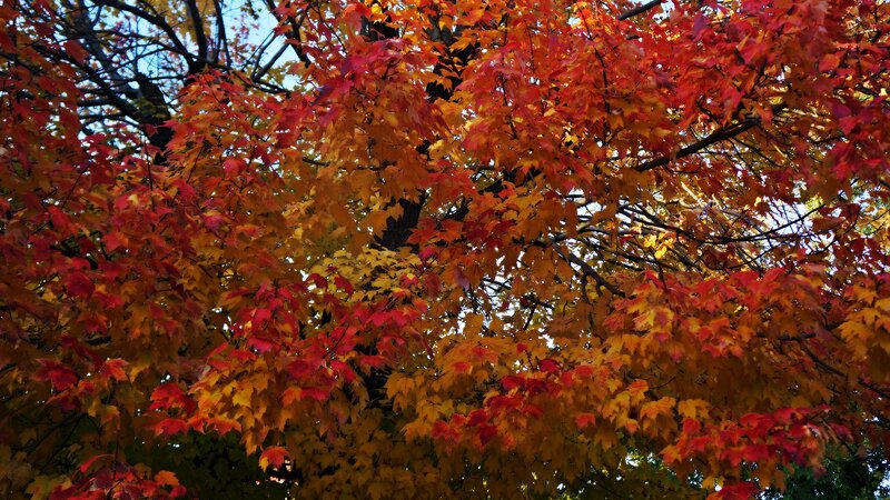 Autumn Maple Tree — Red, Vibrant, Photograph, Leaves