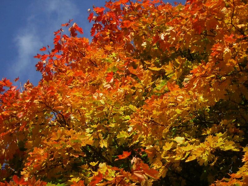 Autumn Maple Tree — Red, Vibrant, Photograph