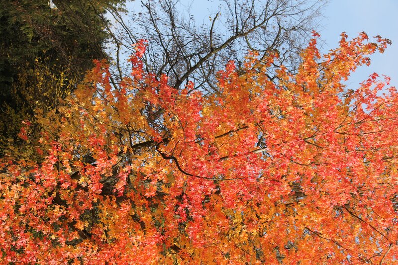Autumn Maple Tree — Red, Vibrant, Photograph, Trees