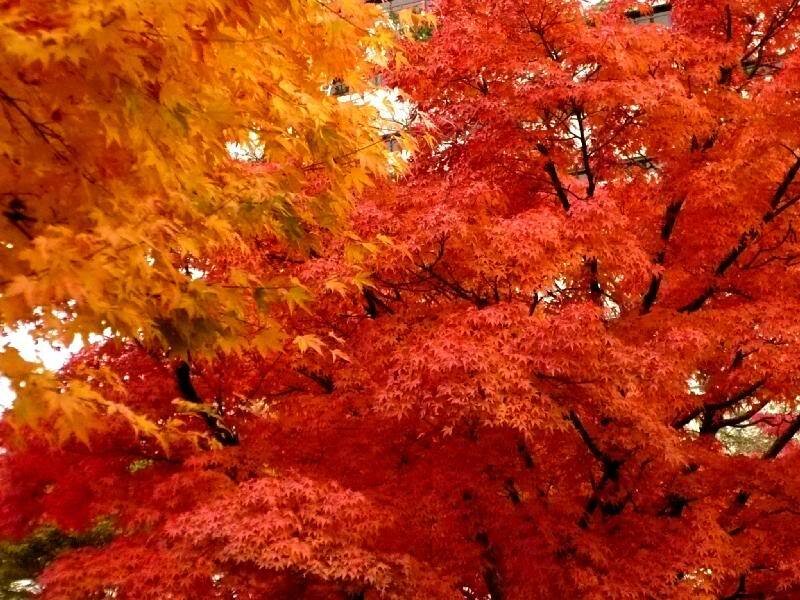 Autumn Maple Tree — Red, Vibrant