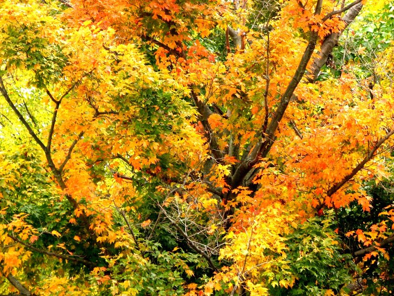 Autumn Maple Tree