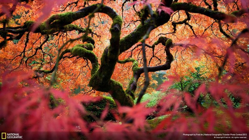 Autumn maple tree with moss