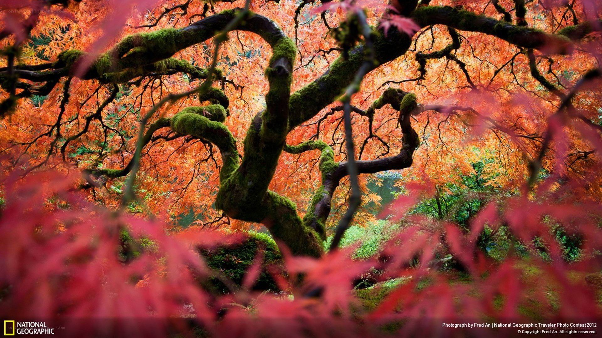 Autumn maple tree with moss