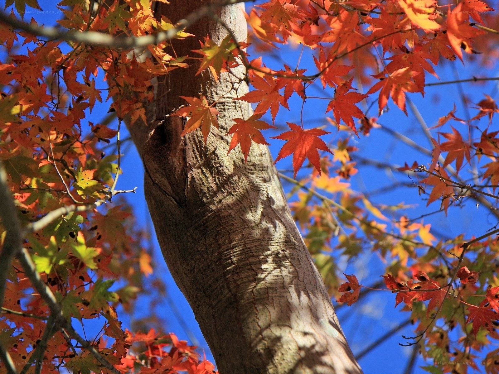 Autumn maple tree with red leaves