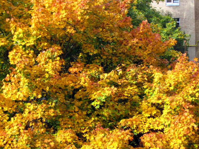 Autumn Maple Tree — Yellow, Calm, Photograph