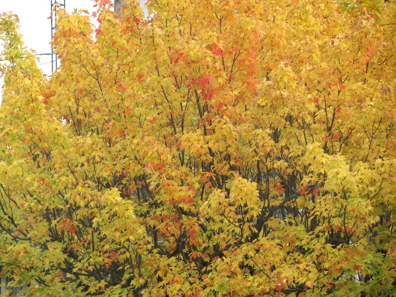 Autumn Maple Tree — Yellow, Calm
