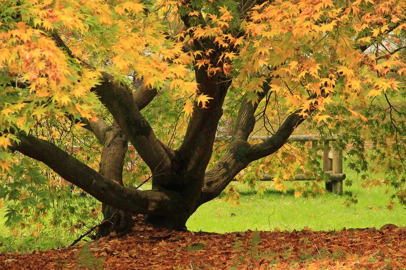 Autumn Maple Tree — Yellow, Serene, Photograph, Grass